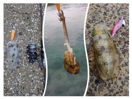 近場で新子調査