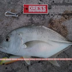 港から自作ポッパーでギンガメアジ