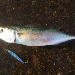 サバ大軍・タチウオ不在？