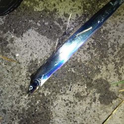 舞洲・夢舞大橋下のタチウオ&サビキ