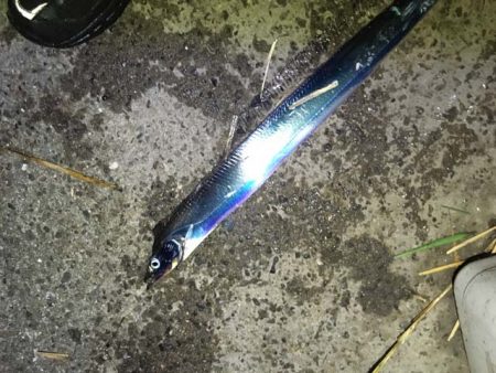 舞洲・夢舞大橋下のタチウオ&サビキ