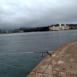 アオリイカ釣れました!!