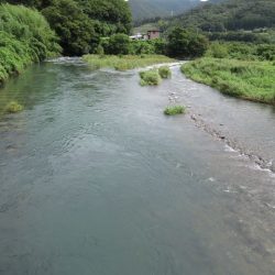 狩野川(狩野川漁業協同組合) 釣果