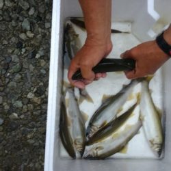 狩野川(狩野川漁業協同組合) 釣果