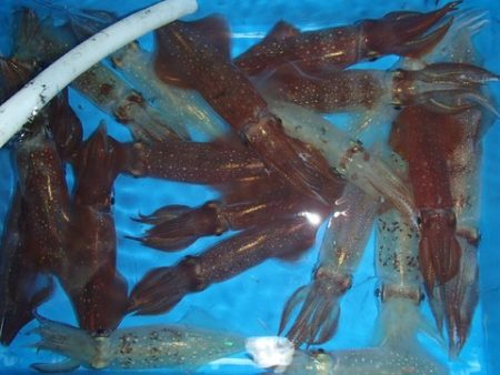 第二むつ漁丸 釣果