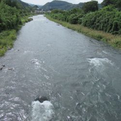 狩野川(狩野川漁業協同組合) 釣果
