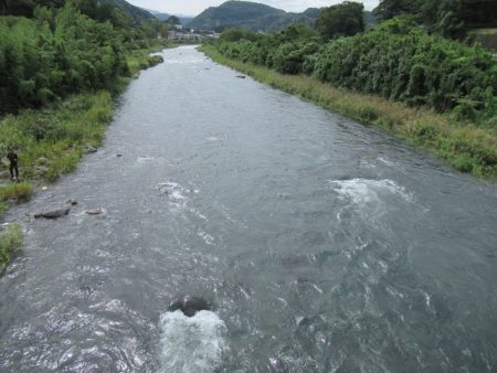 狩野川(狩野川漁業協同組合) 釣果