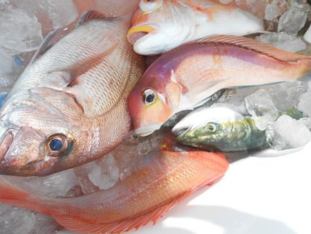 こうゆう丸 釣果