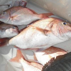 こうゆう丸 釣果