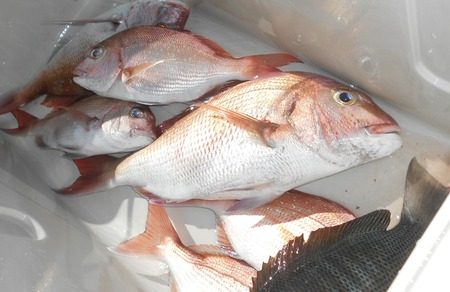 こうゆう丸 釣果