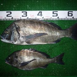 海山フィッシングセンター 釣果