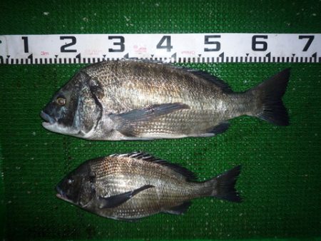 海山フィッシングセンター 釣果