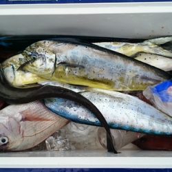 大進丸(新潟) 釣果