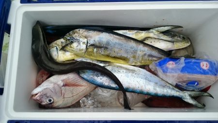 大進丸(新潟) 釣果