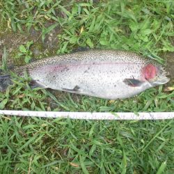 高萩ふれあいの里フィッシングエリア 釣果