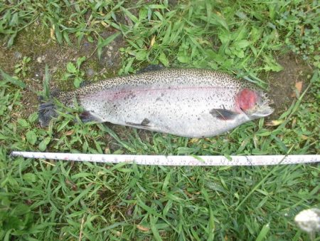 高萩ふれあいの里フィッシングエリア 釣果