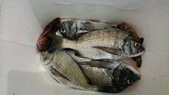 まこと渡船 釣果