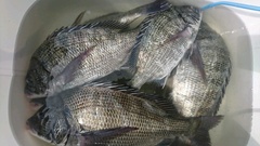 まこと渡船 釣果