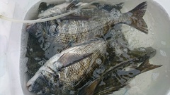 まこと渡船 釣果