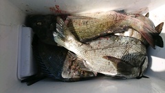 まこと渡船 釣果