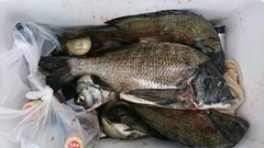 まこと渡船 釣果