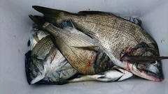 まこと渡船 釣果