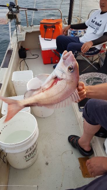 海峰 釣果