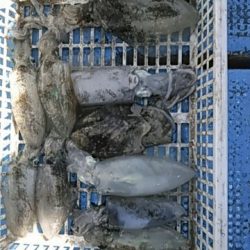 フィッシングガイド りょう 釣果