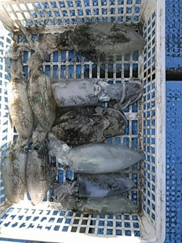 フィッシングガイド りょう 釣果