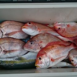 大進丸(新潟) 釣果