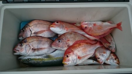 大進丸(新潟) 釣果