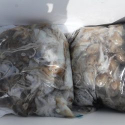 遊漁船 幸友丸 釣果