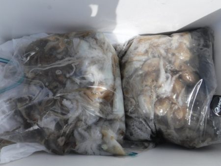 遊漁船 幸友丸 釣果