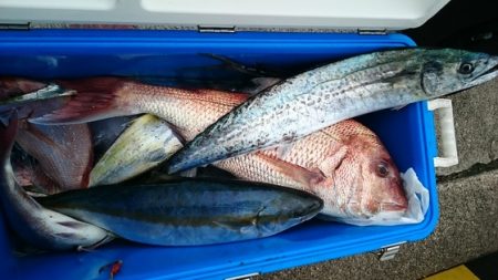 大進丸（新潟） 釣果