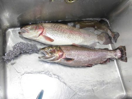 高萩ふれあいの里フィッシングエリア 釣果