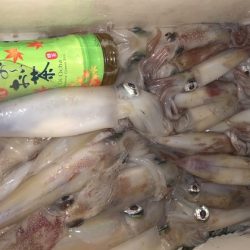 幸風（さちかぜ） 釣果