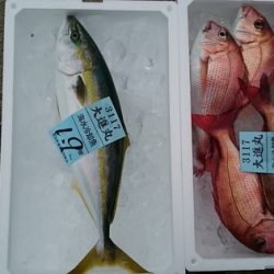 大進丸(新潟) 釣果