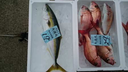 大進丸(新潟) 釣果