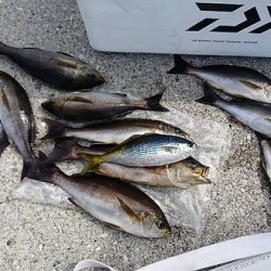 しば渡船 釣果