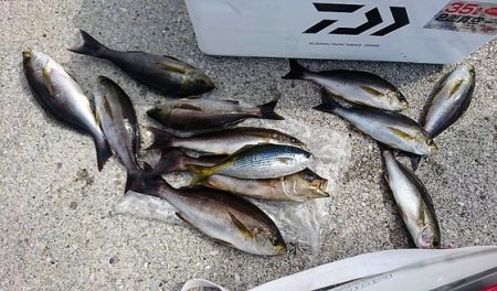 しば渡船 釣果