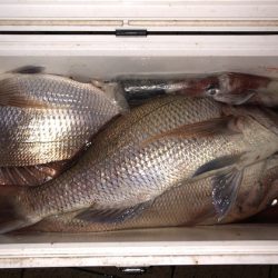 幸風（さちかぜ） 釣果