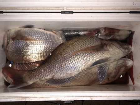 幸風（さちかぜ） 釣果