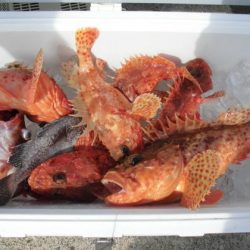 大進丸(新潟) 釣果