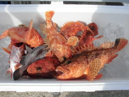 大進丸(新潟) 釣果