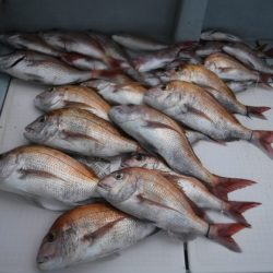 遊漁船 幸友丸 釣果