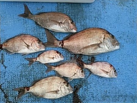 フィッシングガイド りょう 釣果