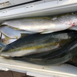 幸風（さちかぜ） 釣果