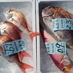 大進丸(新潟) 釣果