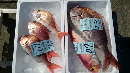 大進丸（新潟） 釣果