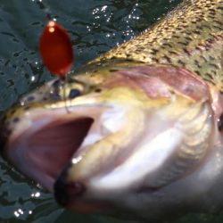 小菅トラウトガーデン 釣果